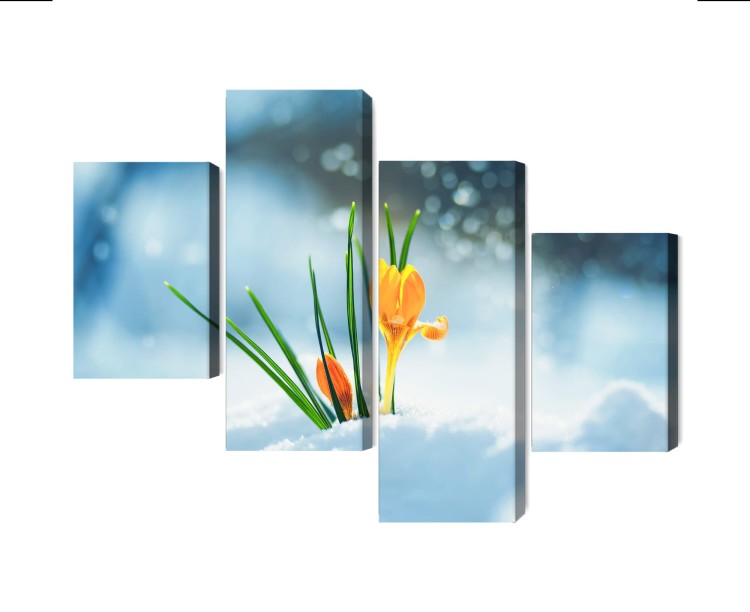 Obraz Wieloczęściowy Żółte Krokusy Przebijające Się Przez Śnieg