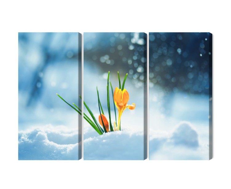 Obraz Wieloczęściowy Żółte Krokusy Przebijające Się Przez Śnieg