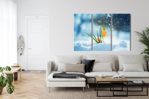 Obraz Wieloczęściowy Żółte Krokusy Przebijające Się Przez Śnieg