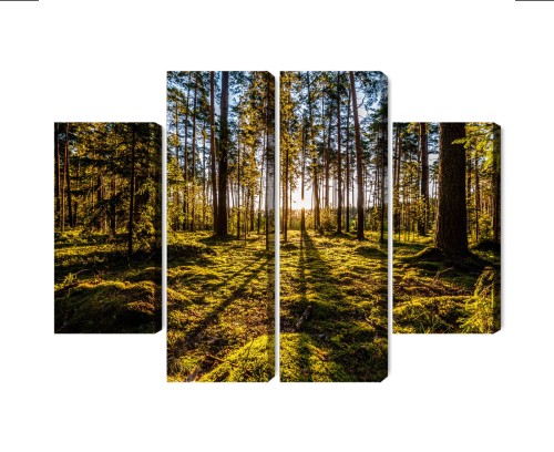 Obraz Wieloczęściowy Poranne Promienie Słońca W Lesie
