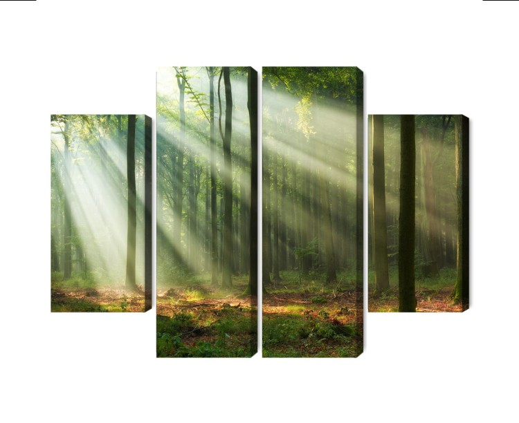 Obraz Wieloczęściowy Leśny Krajobraz O Poranku