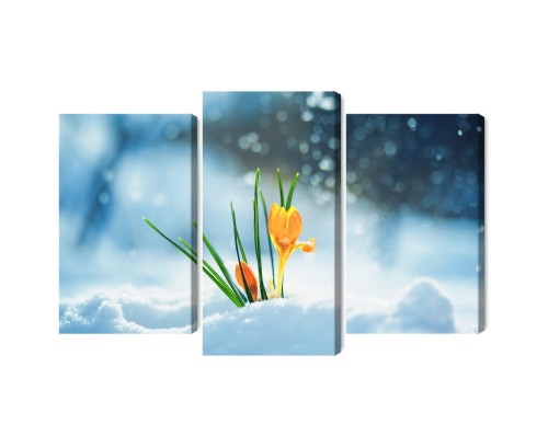 Obraz Wieloczęściowy Żółte Krokusy Przebijające Się Przez Śnieg