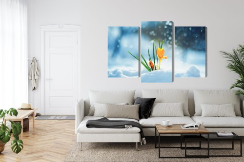 Obraz Wieloczęściowy Żółte Krokusy Przebijające Się Przez Śnieg