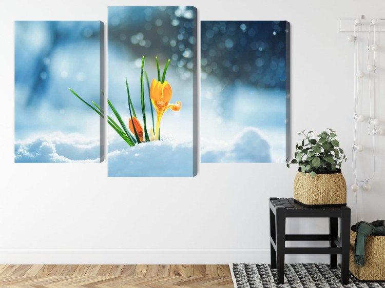 Obraz Wieloczęściowy Żółte Krokusy Przebijające Się Przez Śnieg