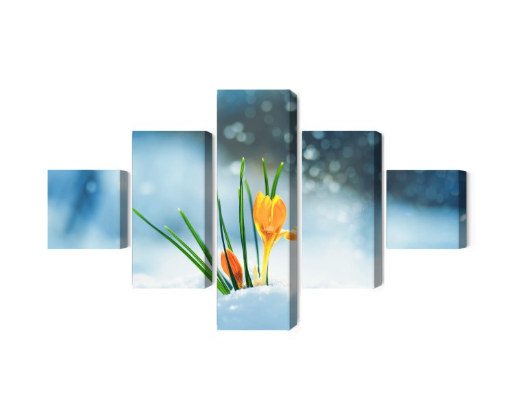 Obraz Wieloczęściowy Żółte Krokusy Przebijające Się Przez Śnieg