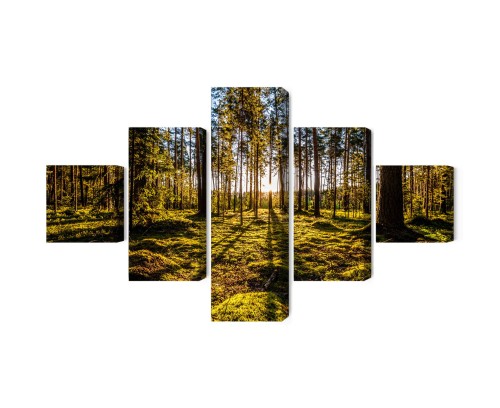 Obraz Wieloczęściowy Poranne Promienie Słońca W Lesie