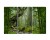Obraz Wieloczęściowy Zieleń Lasu Deszczowego