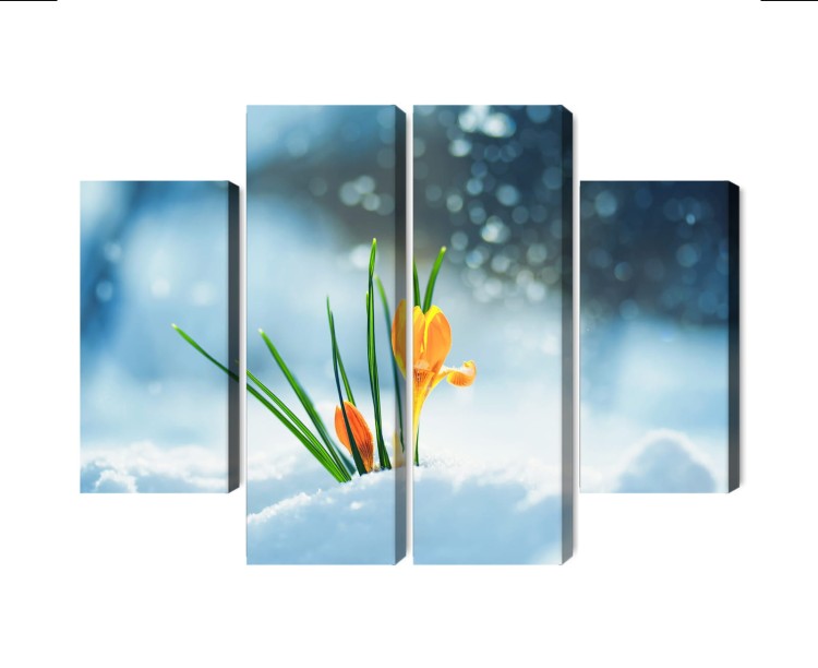 Obraz Wieloczęściowy Żółte Krokusy Przebijające Się Przez Śnieg