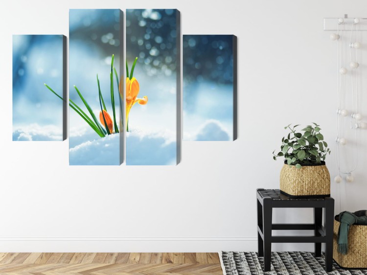 Obraz Wieloczęściowy Żółte Krokusy Przebijające Się Przez Śnieg