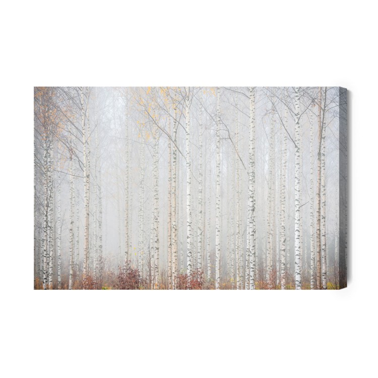 Obraz Na Płótnie Brzozowy Las We Mgle