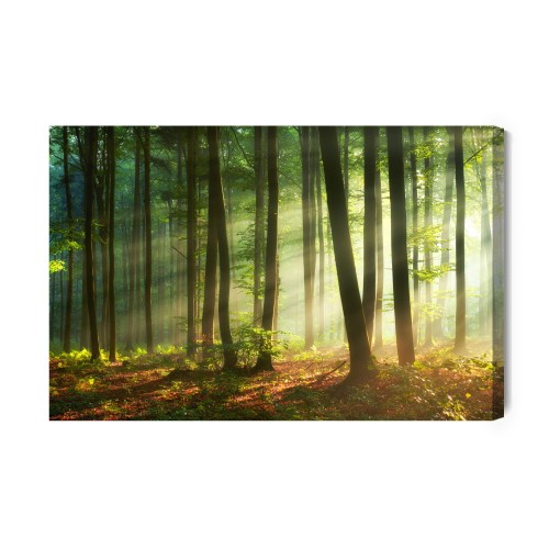 Obraz Na Płótnie Piękny Poranek W Lesie